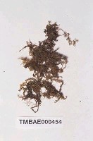 藏品(大羽苔)的圖片